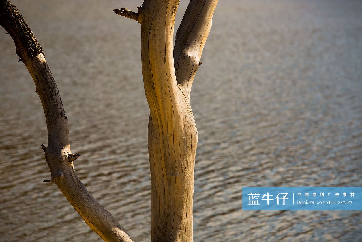 树干特写