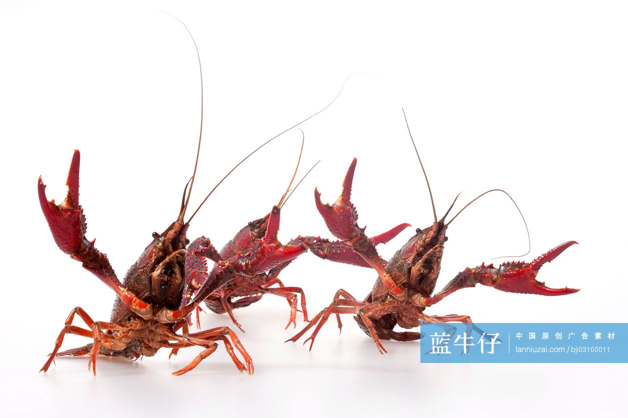 挥舞钳子的小龙虾
