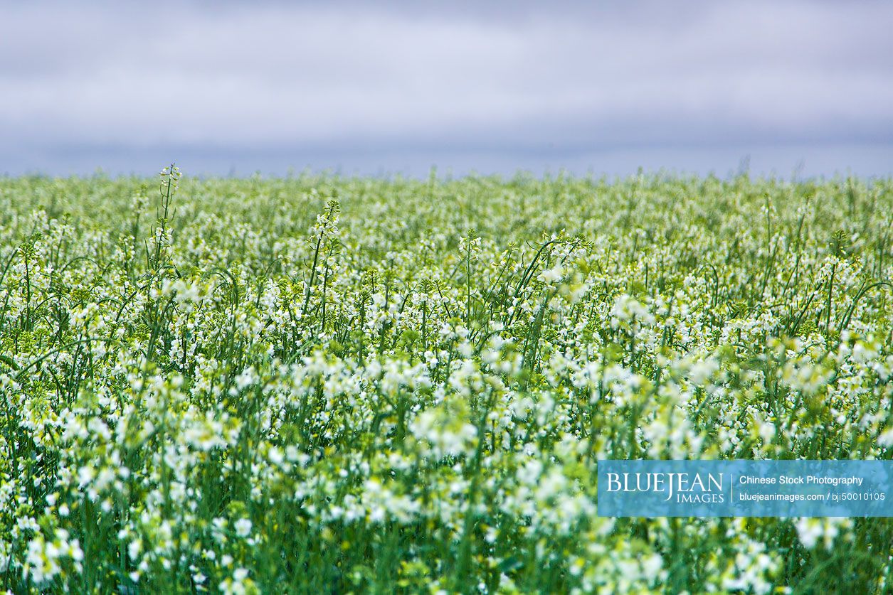 Rape flowers