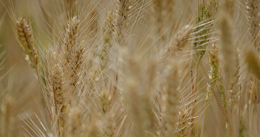 Close up of wheat field,4K