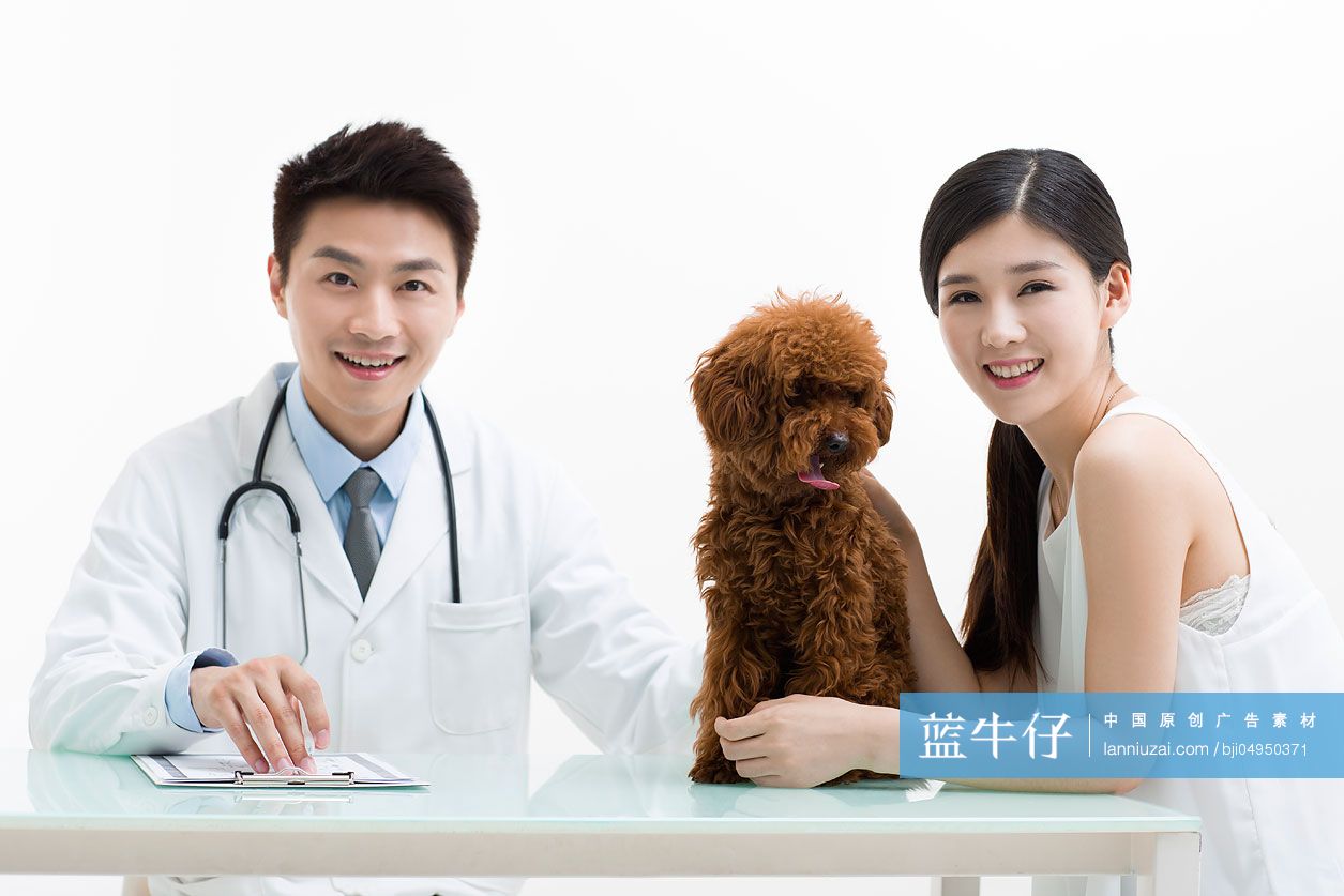 宠物医生给泰迪狗做检查