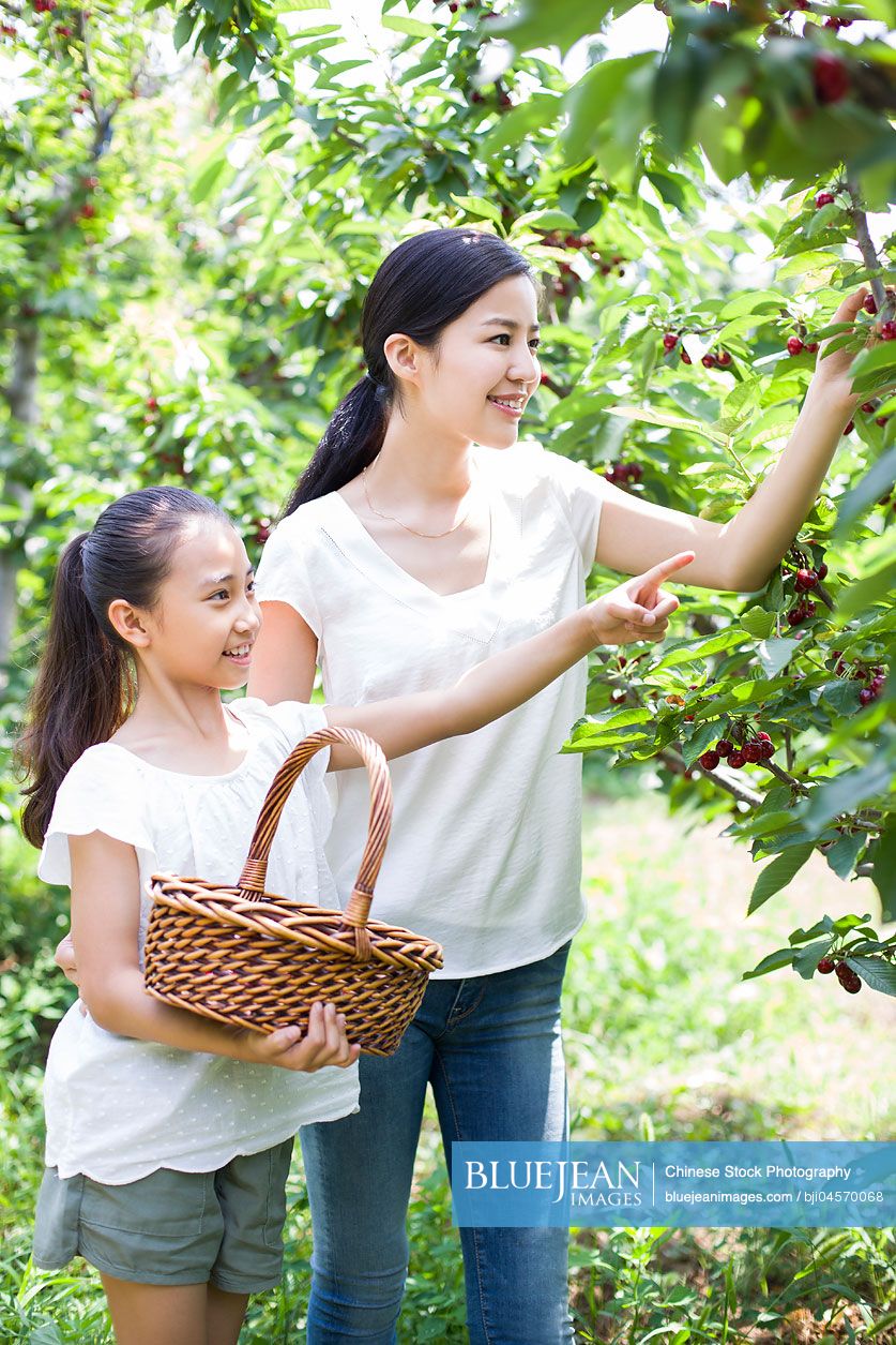 Young Chinese mother and daughter picking cherries in orchard