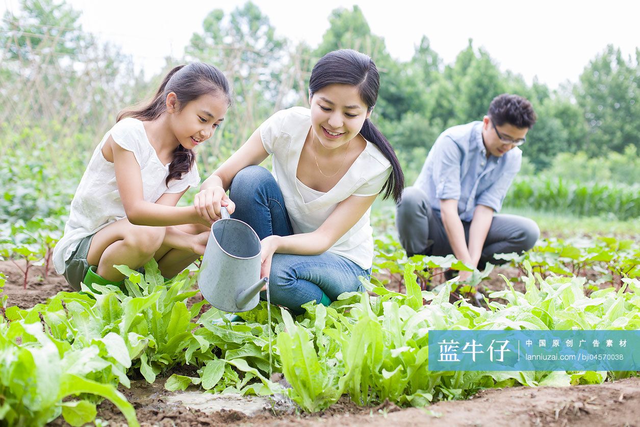 年轻家庭在菜园劳动