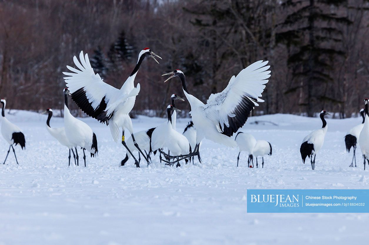 Red crowned cranes
