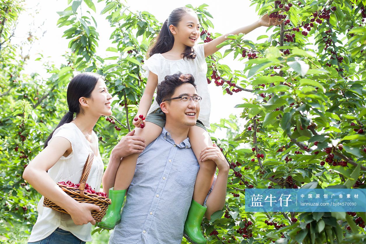 年轻家庭在果园采摘樱桃