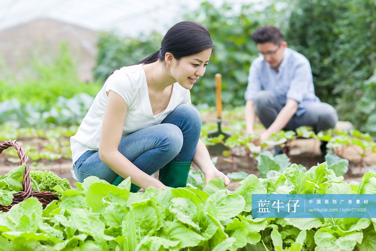 年轻夫妻采摘新鲜蔬菜
