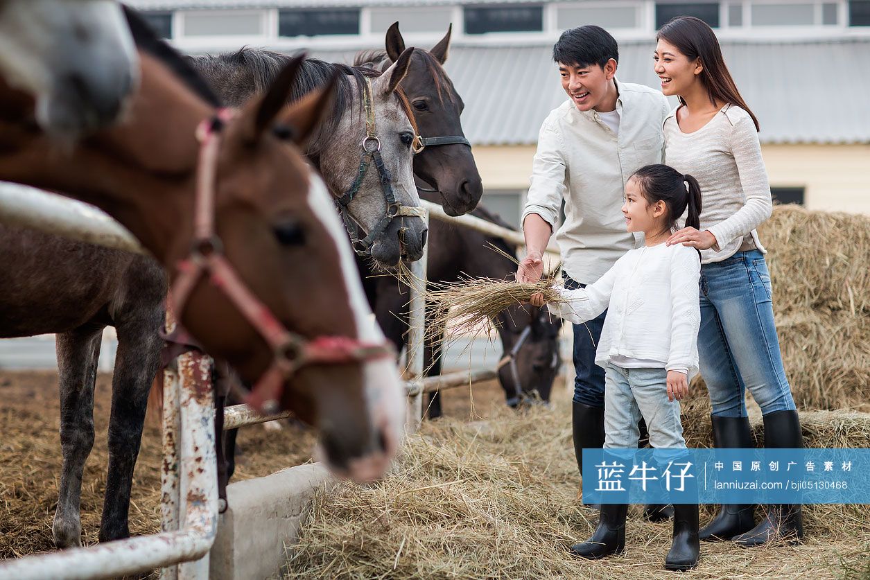 年轻家庭喂马吃草