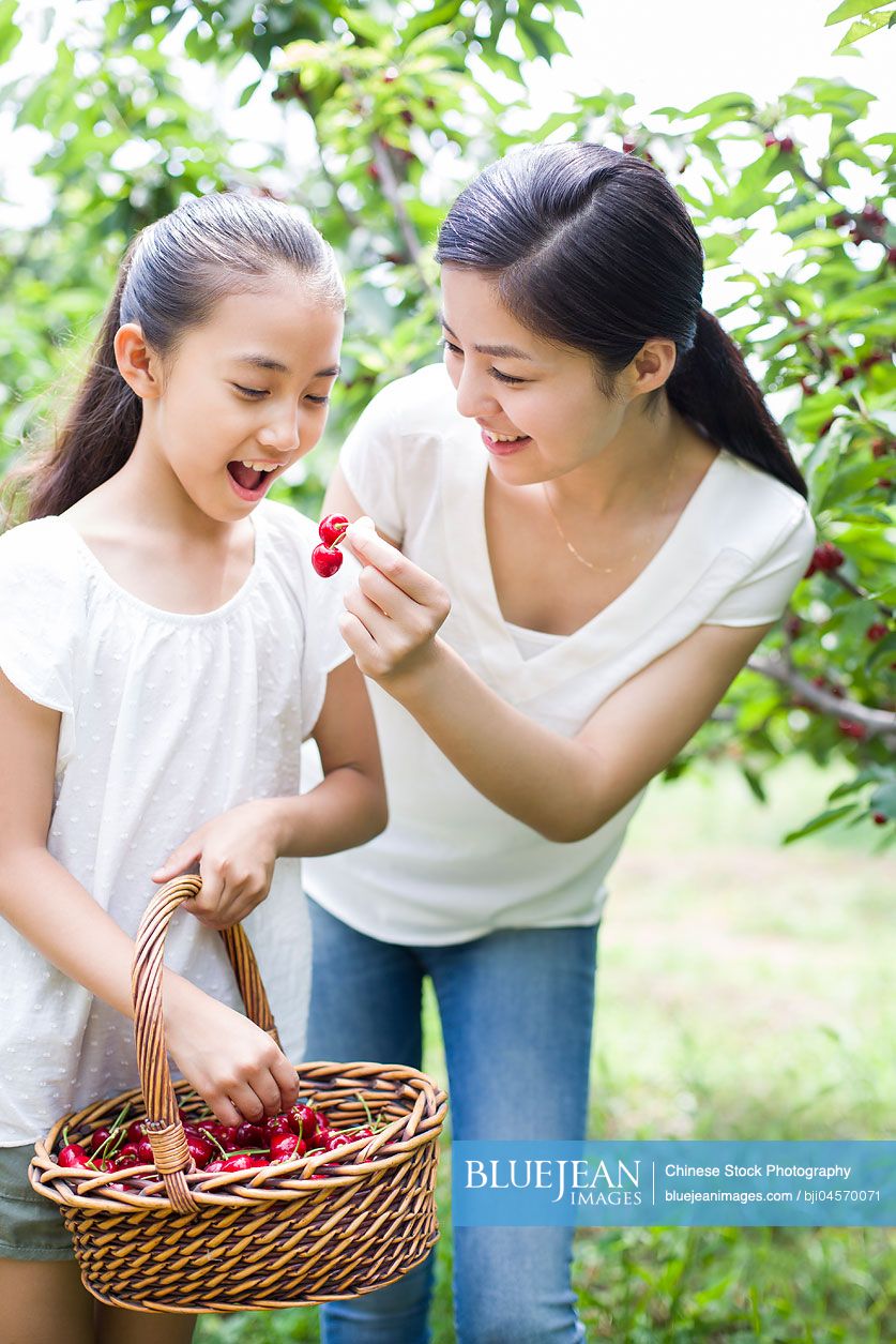 Young Chinese mother and daughter picking cherries in orchard