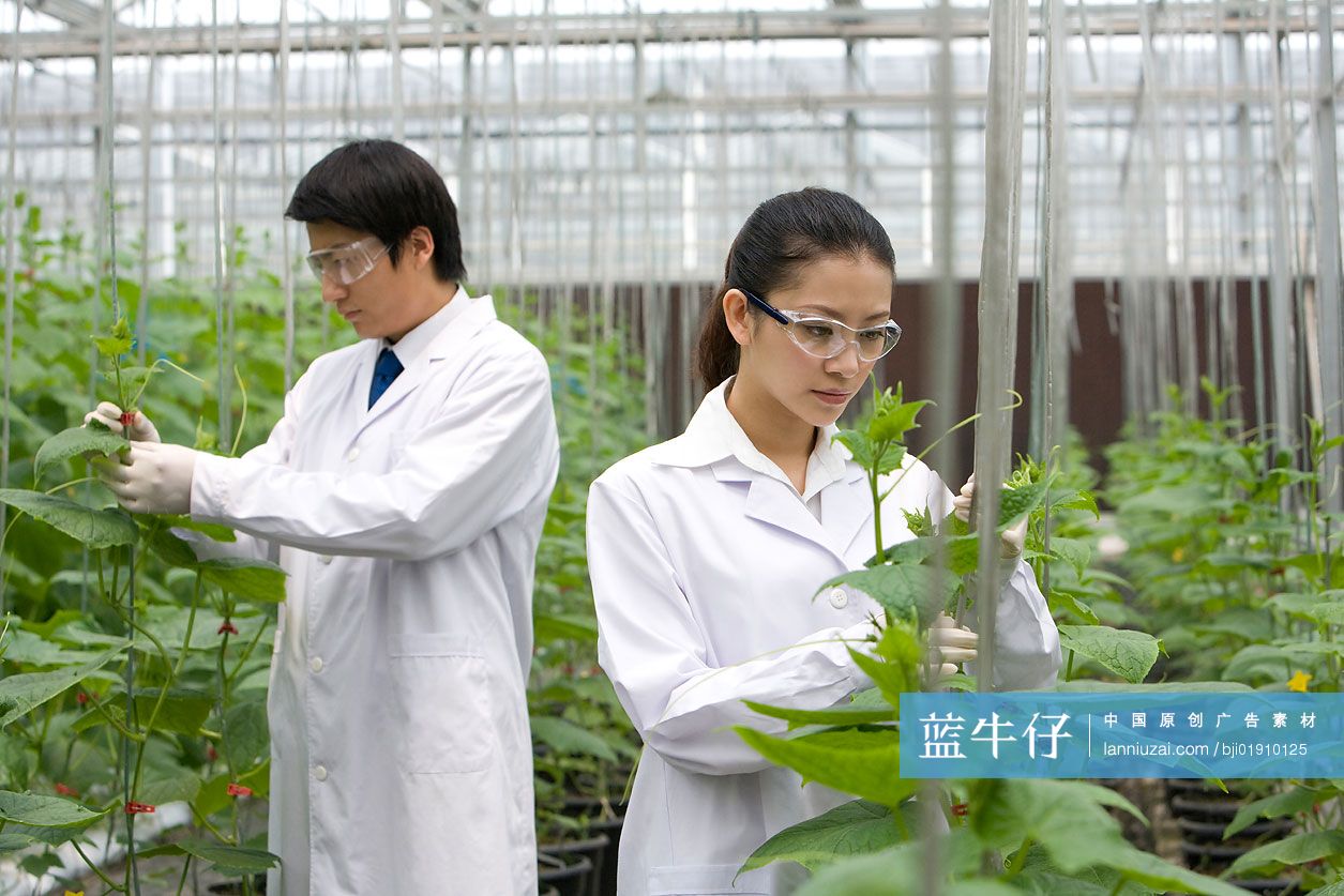 农艺师在现代农庄做科学研究