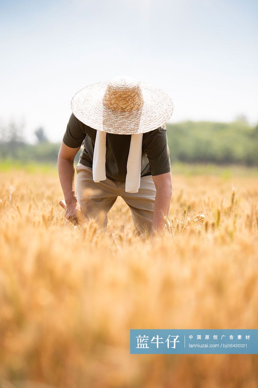 农民在麦田里收割