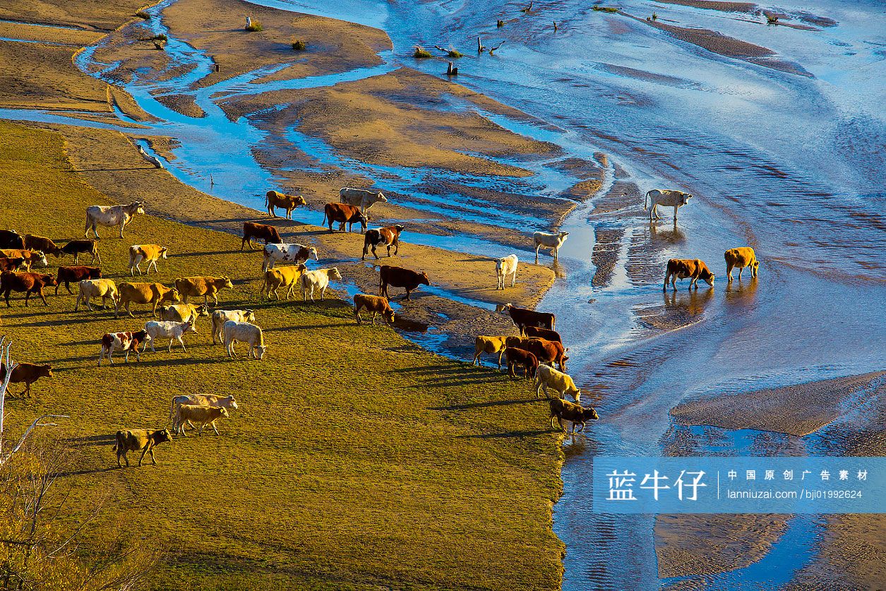 草原上的牛群