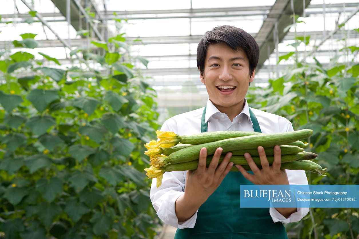 Young Chinese man holding cucumbers in modern farm