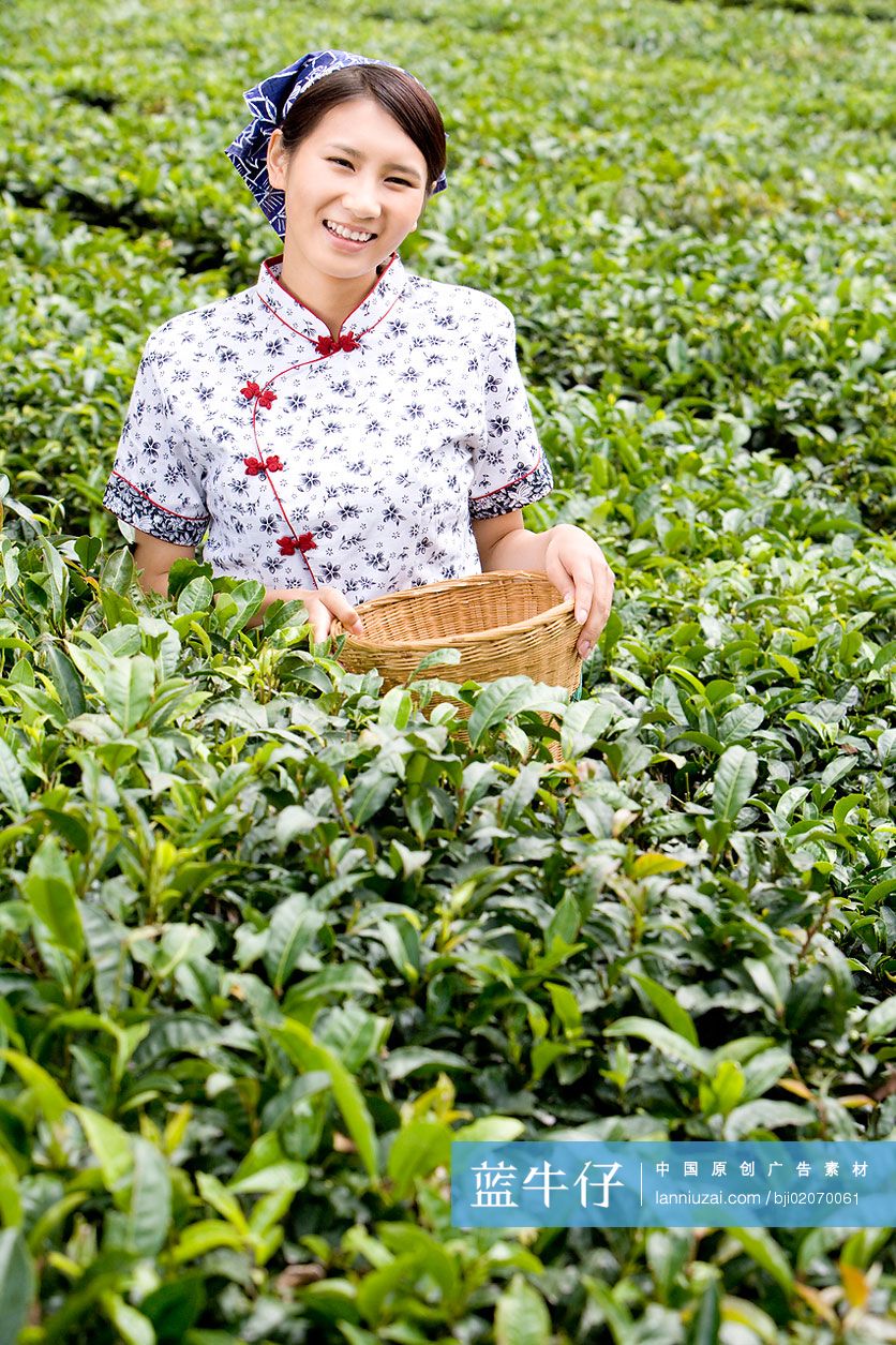 采茶女在茶园采茶