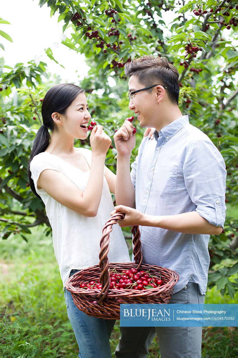 Young Chinese couple picking cherries in orchard