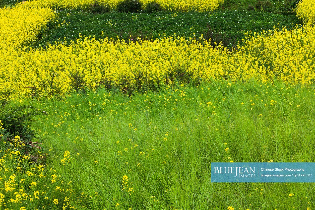 Rape flowers yellowing the fields
