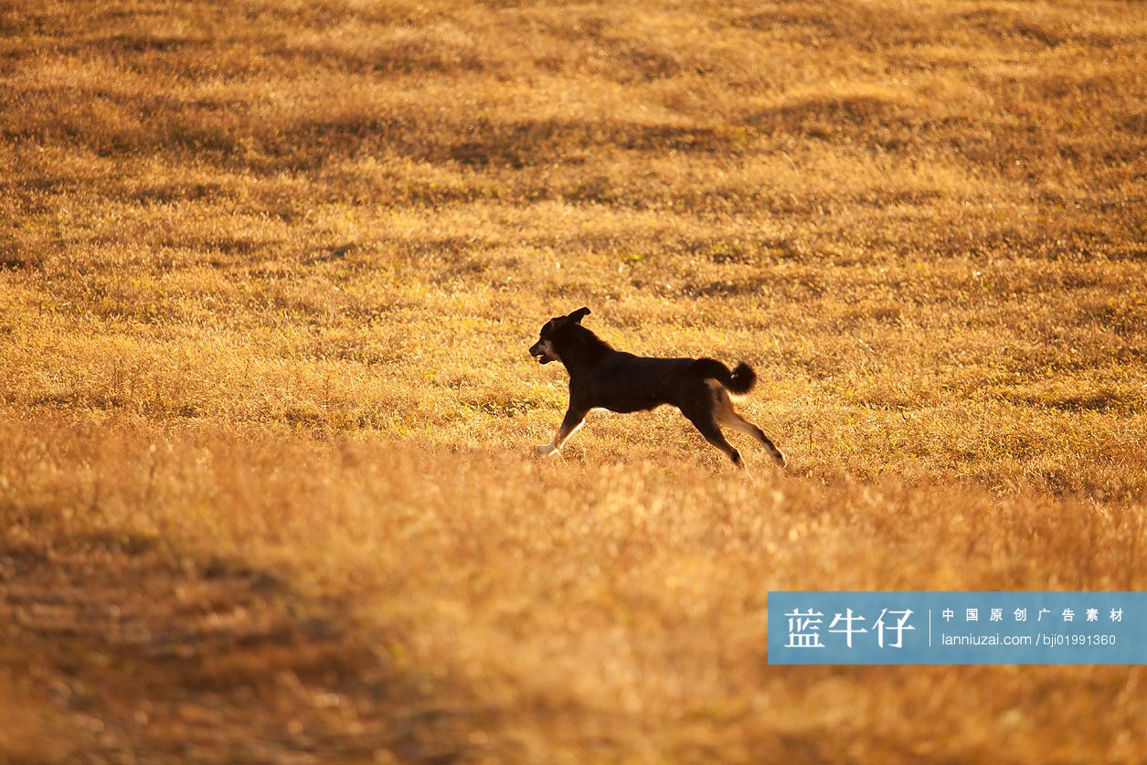 金色草原上奔跑着的小狗
