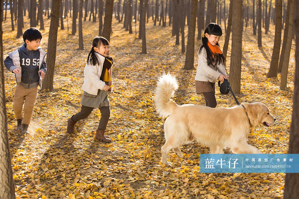 秋天落叶堆里的宠物狗图片下载 - 觅知网