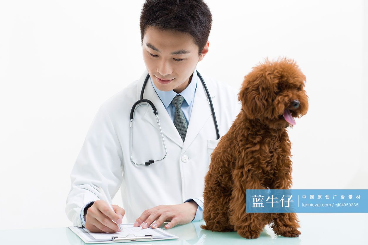 宠物医生给泰迪狗做检查