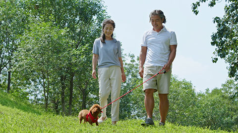 Happy mature Chinese couple walking with a cute dog,4K