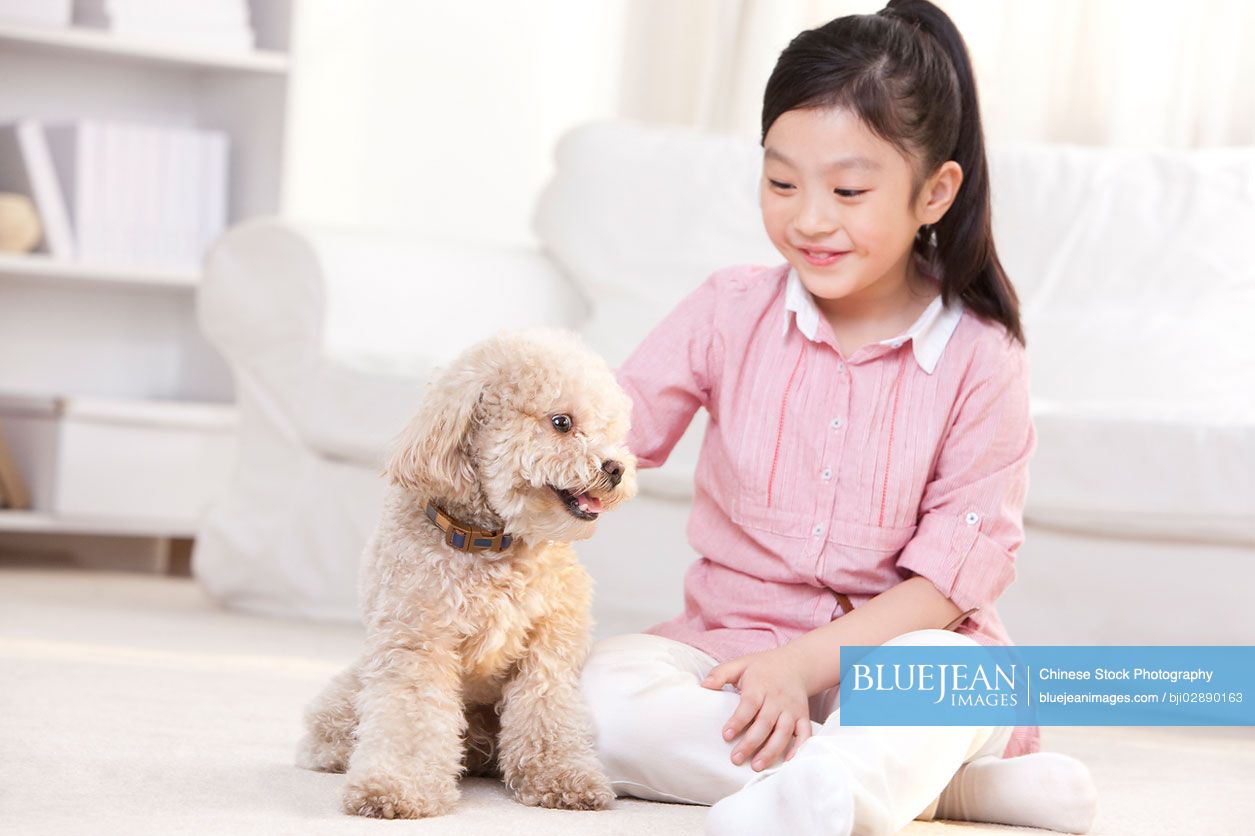 Little Chinese girl playing with a pet toy poodle