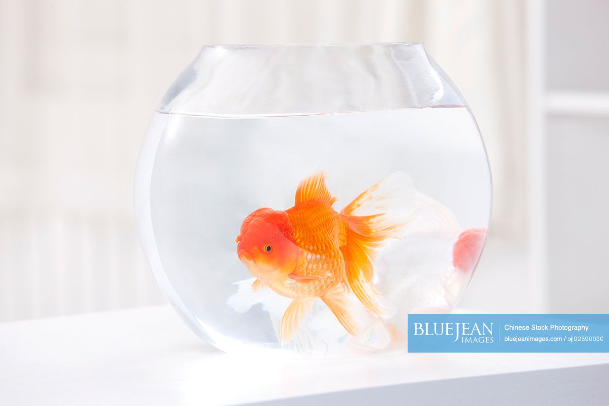 Goldfishes in jar