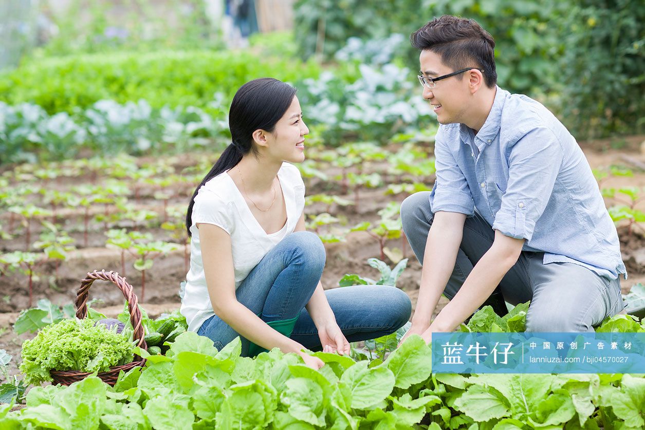 年轻夫妻采摘新鲜蔬菜