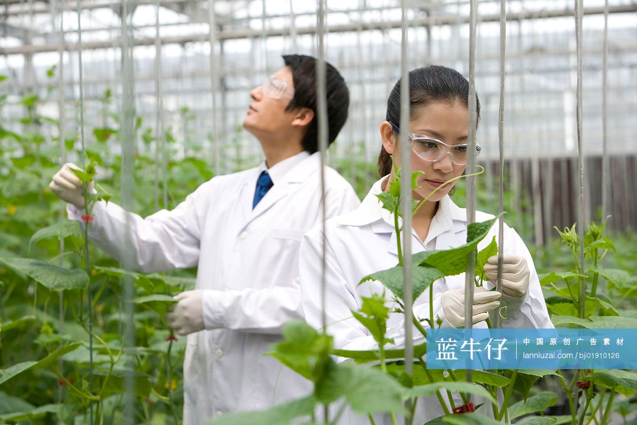 农艺师在现代农庄做科学研究