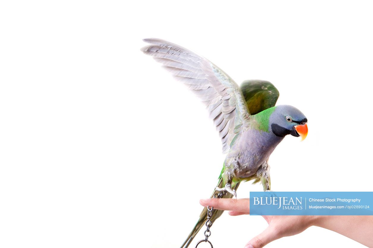 Close-up of a pet parrot