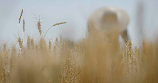 Chinese farmer harvesting in wheat field,4K