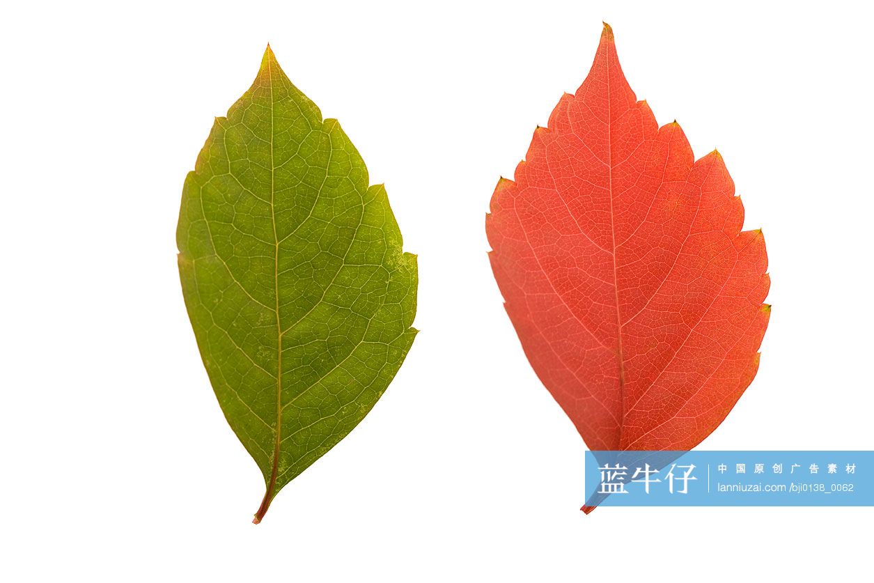 红叶和绿叶