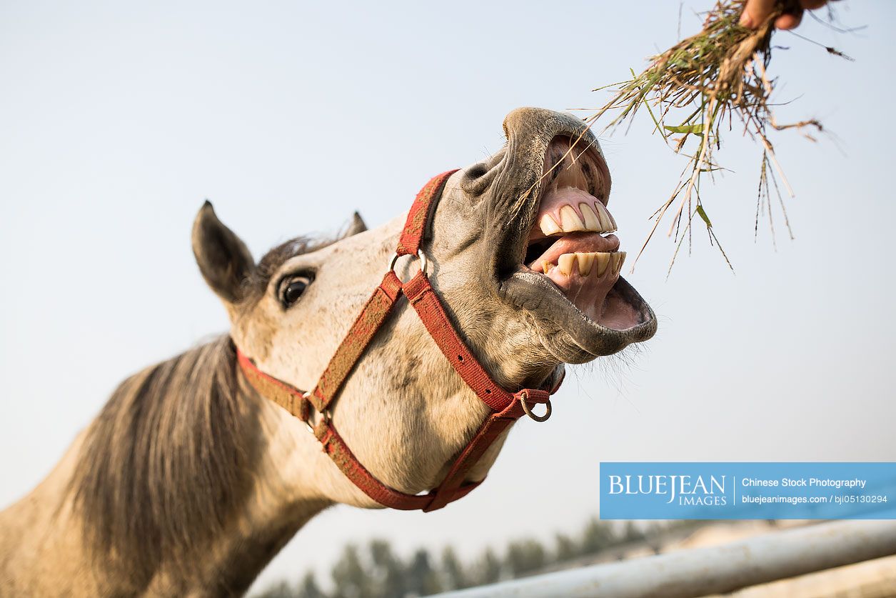 Close up of horse eating hay