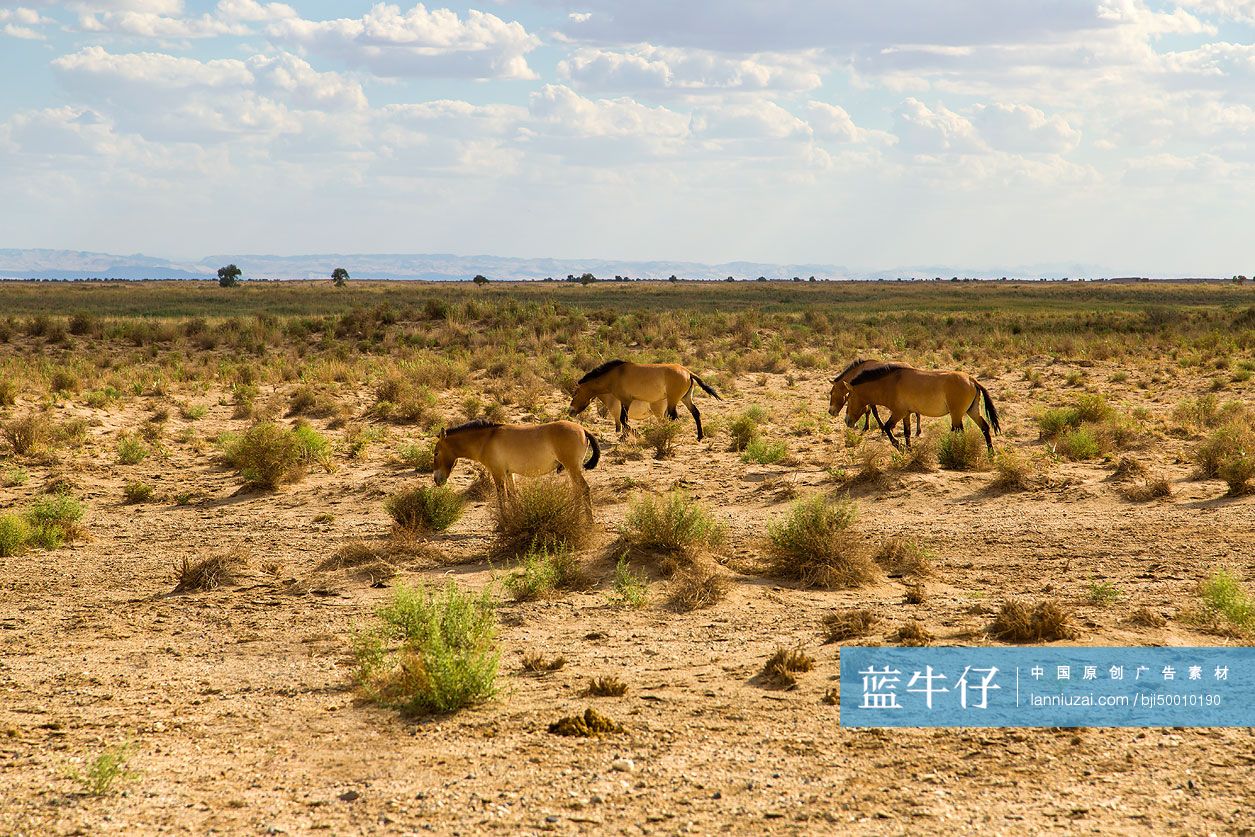 生态保护区内的野马