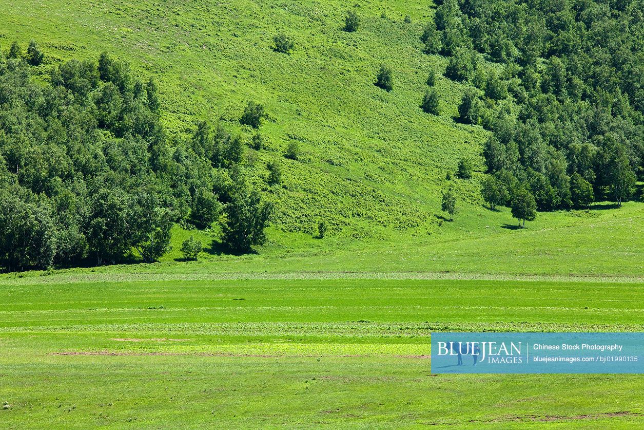 Horse grazing in a field