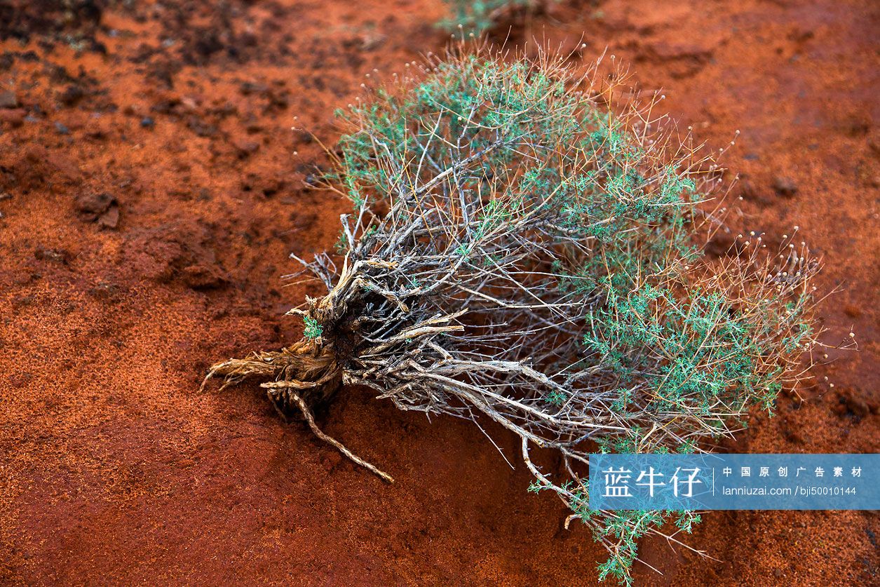 连根拔起的野草