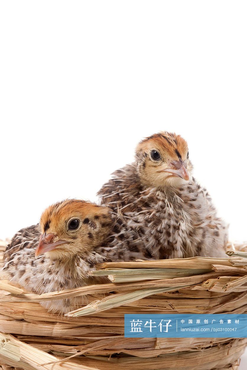 紧挨着的小鹌鹑在巢里