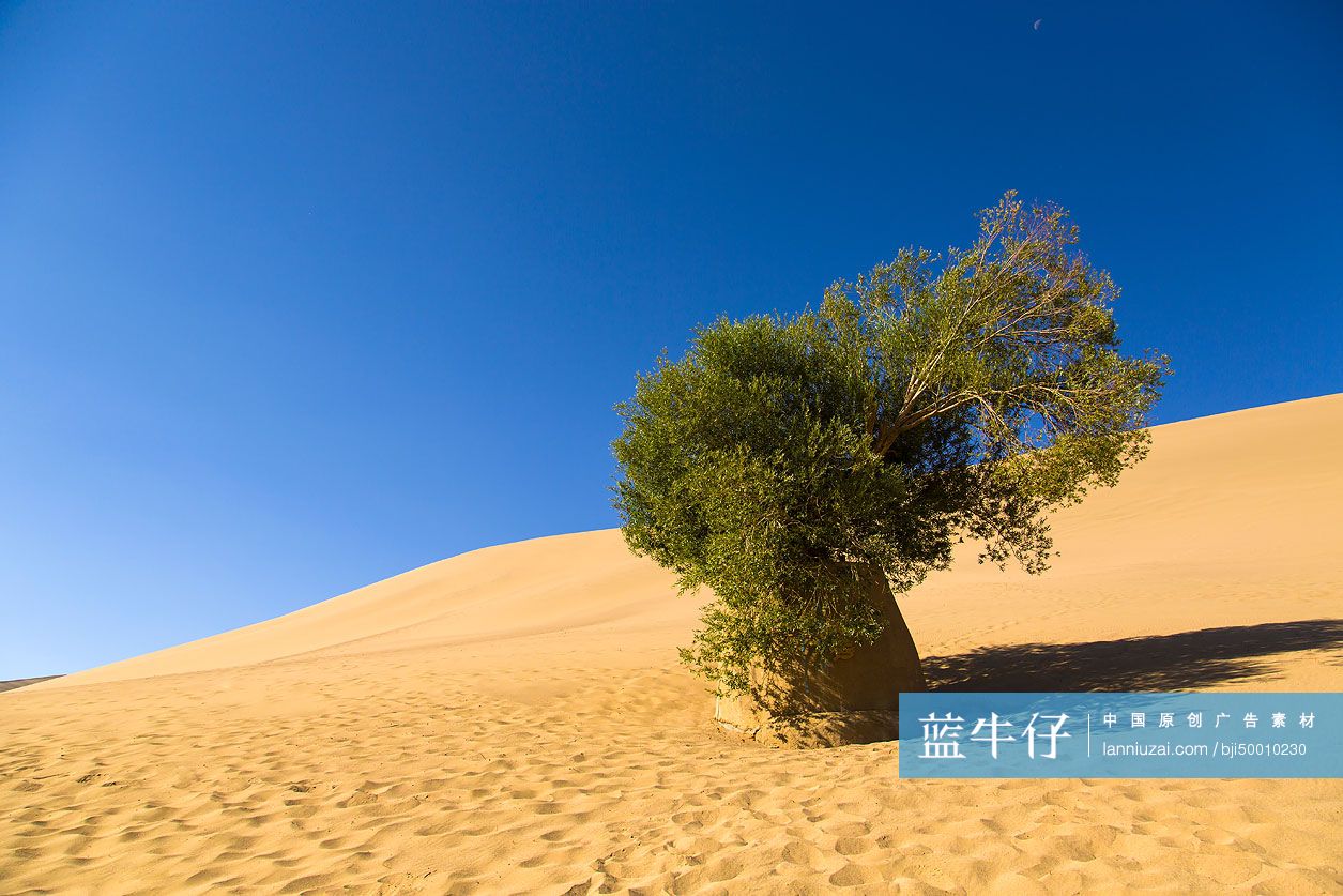 沙漠里的胡杨树