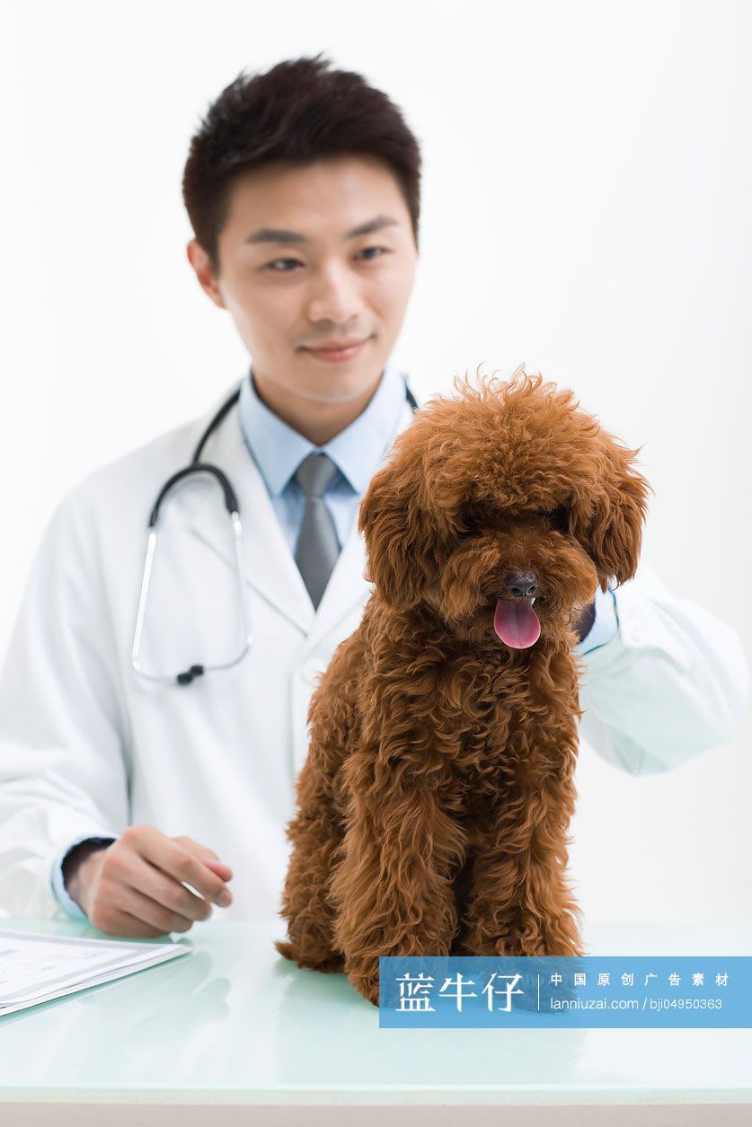 宠物医生给泰迪狗做检查