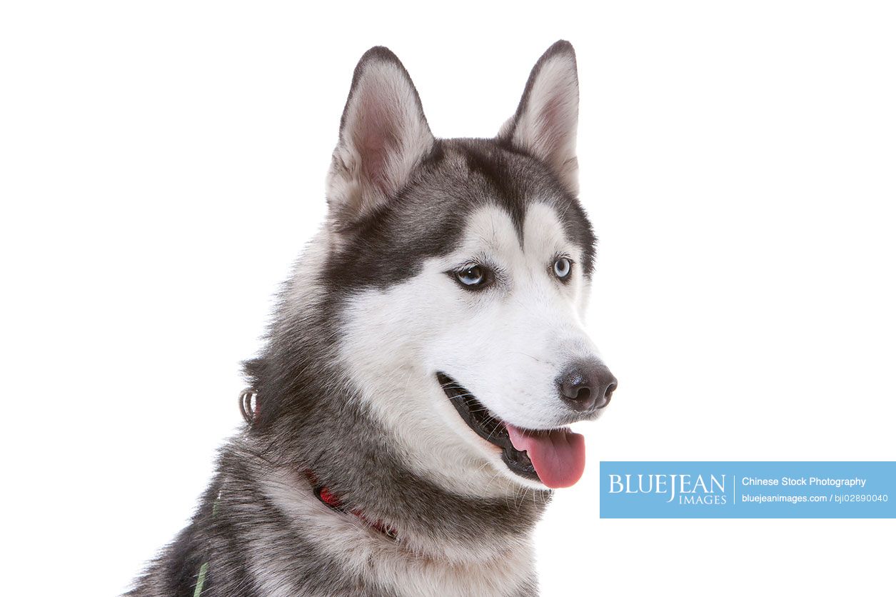 Close-up of Siberian Husky