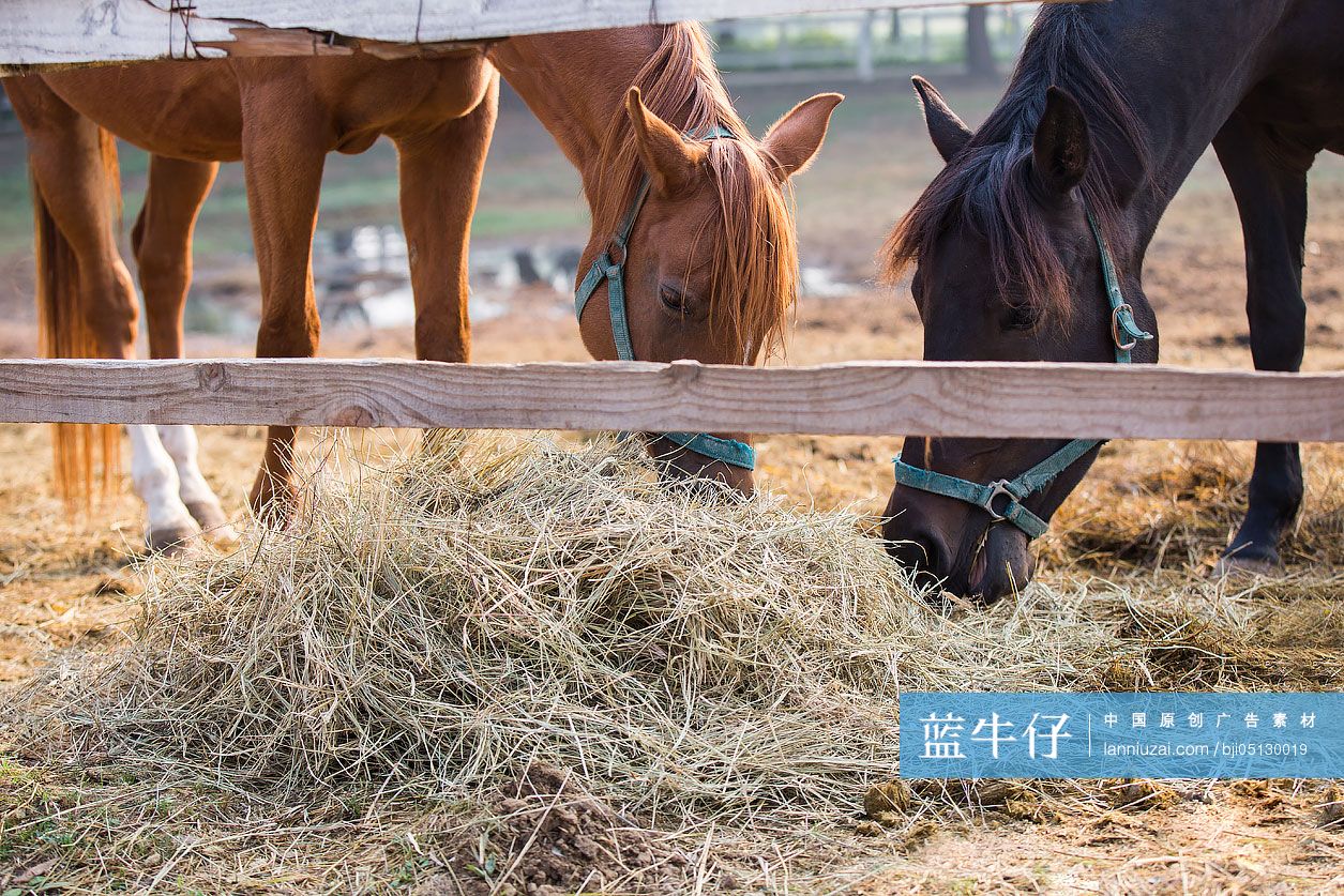 马在马场里吃干草