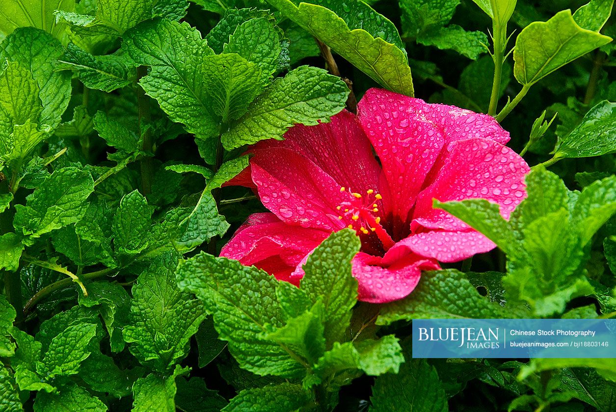 Hibiscus flower with water drops