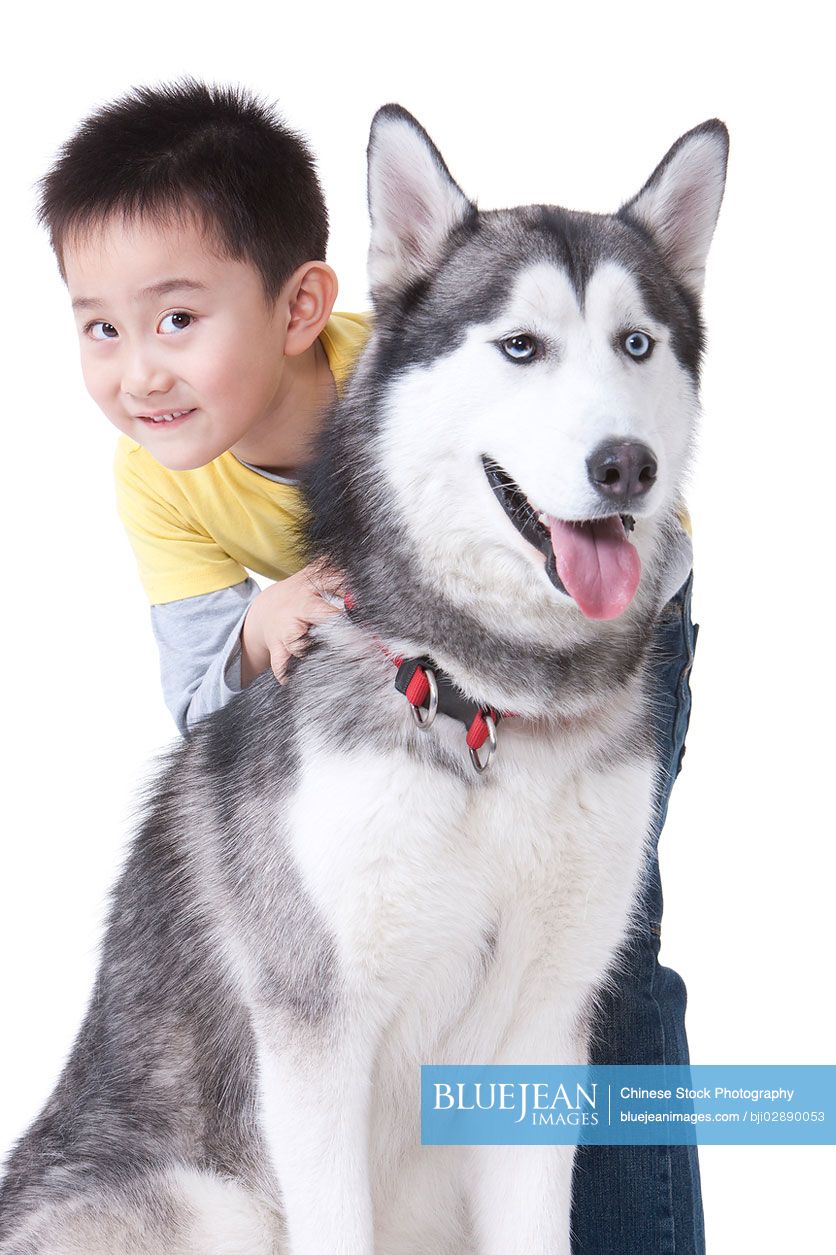 Cute little Chinese boy playing with a husky dog