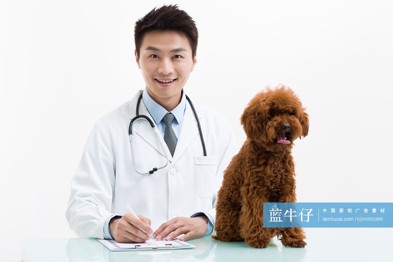 宠物医生给泰迪狗做检查