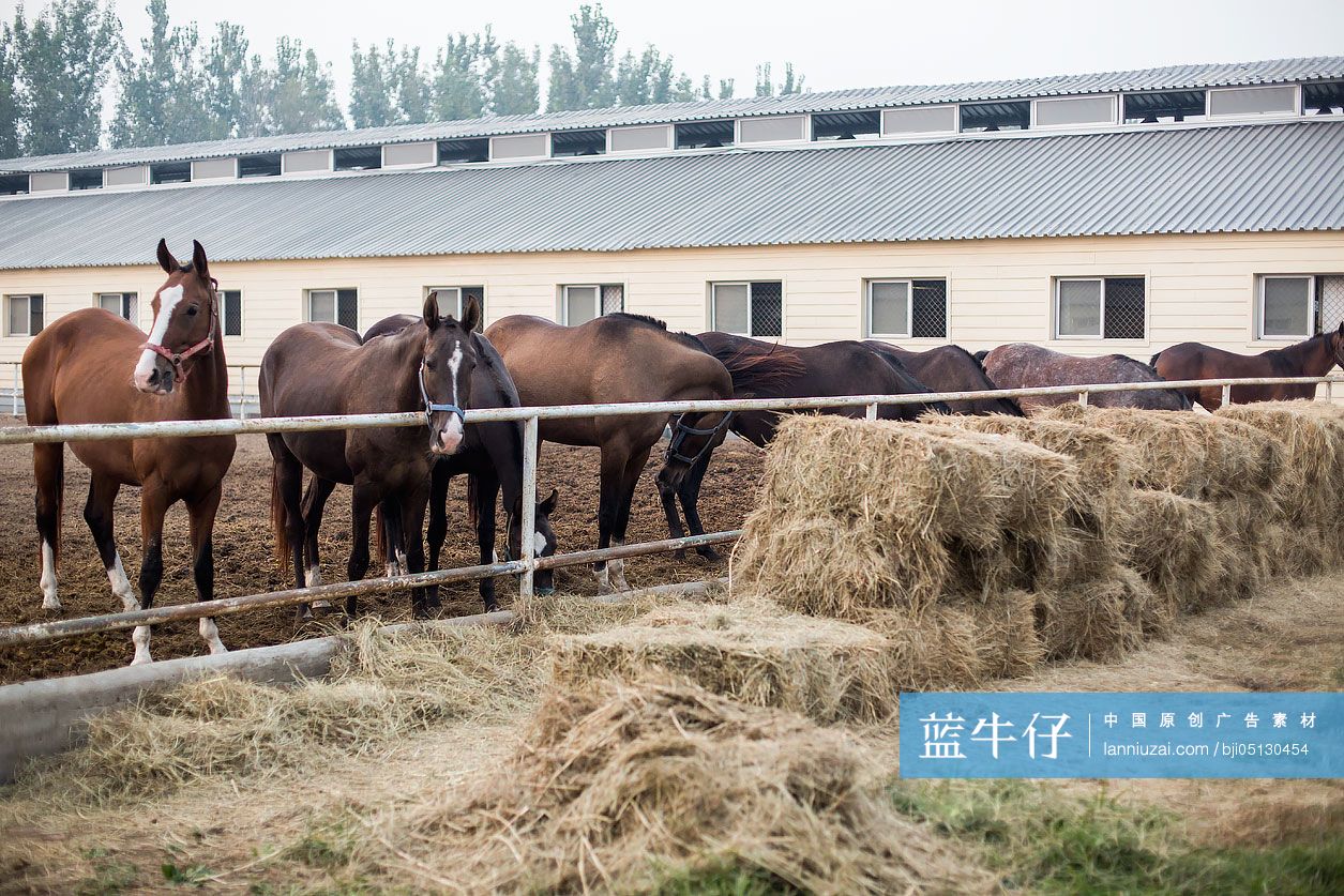 马在马场里吃干草