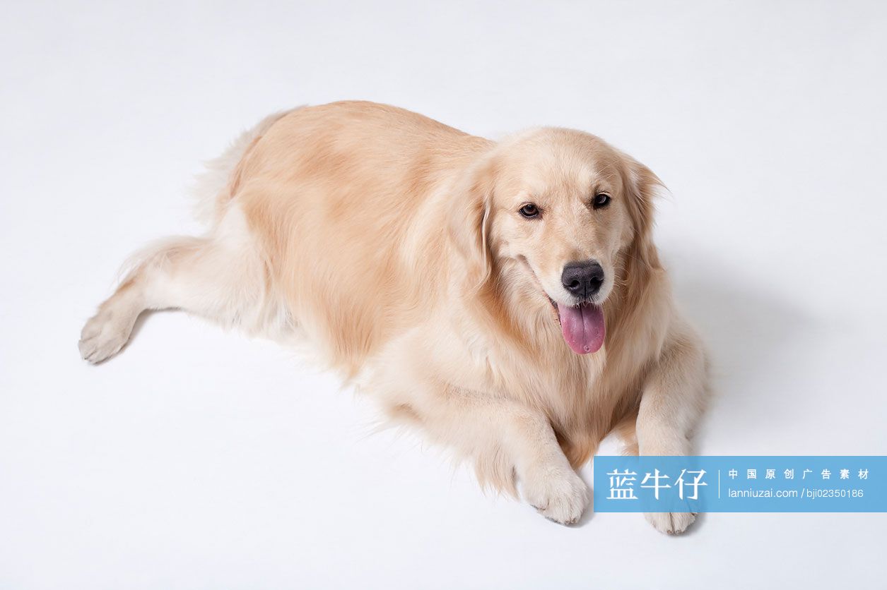 宠物金毛犬