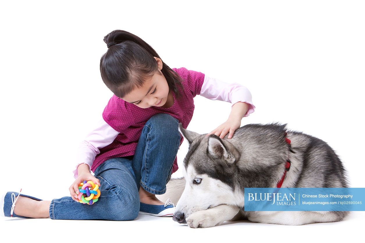 Cute little Chinese girl playing with a husky dog