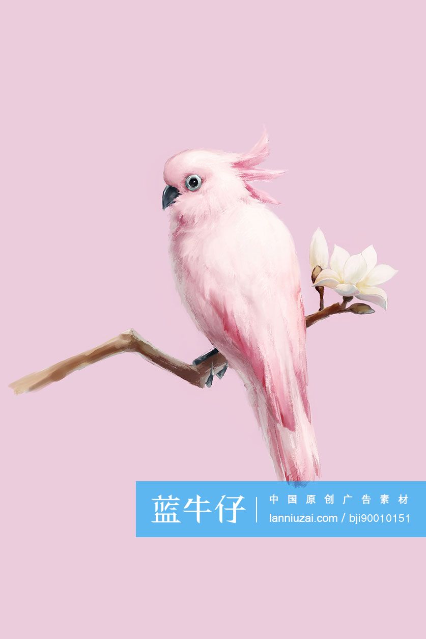 凤头鹦鹉和白玉兰