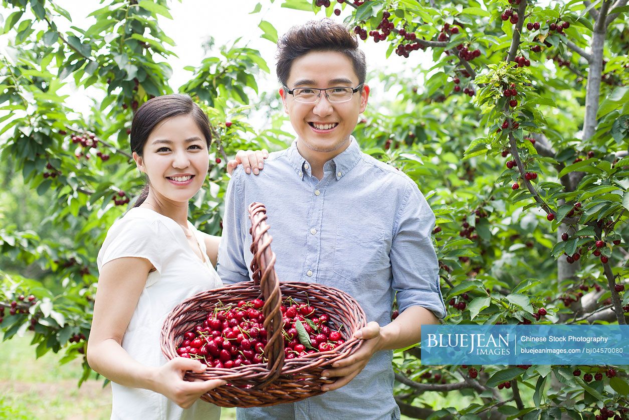 Young Chinese couple picking cherries in orchard