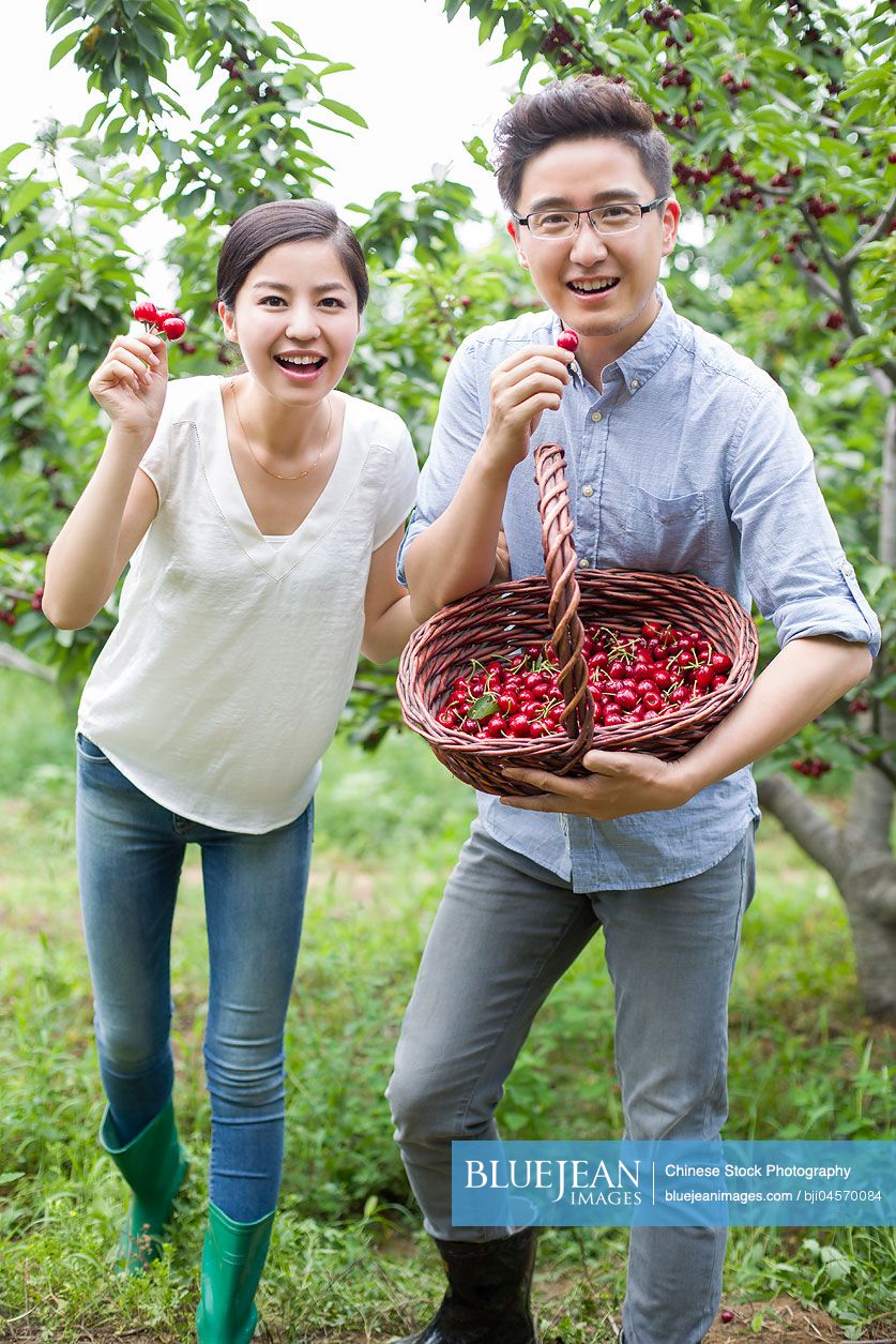 Young Chinese couple picking cherries in orchard