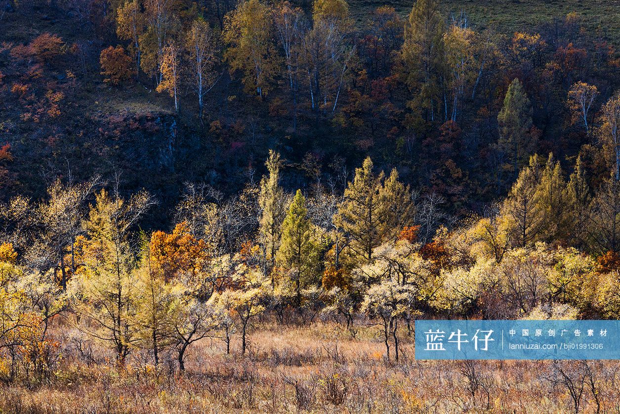 阿尔山森林