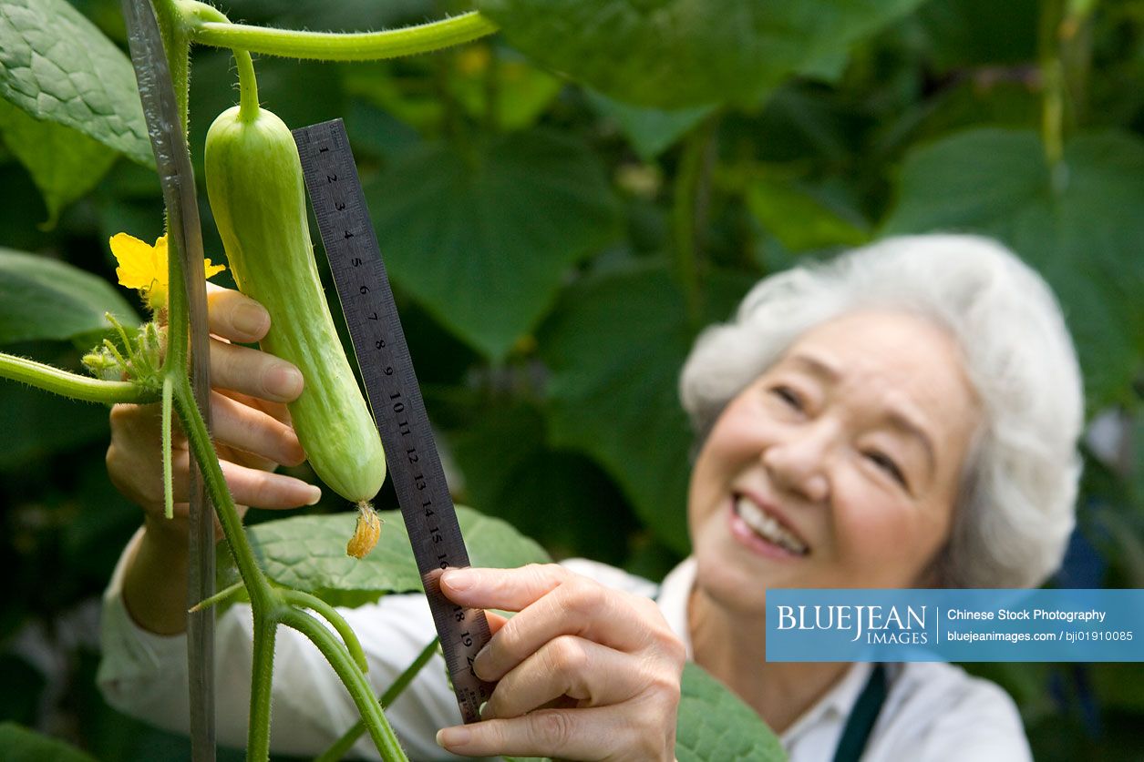 Senior Chinese woman examining a vegetable plant